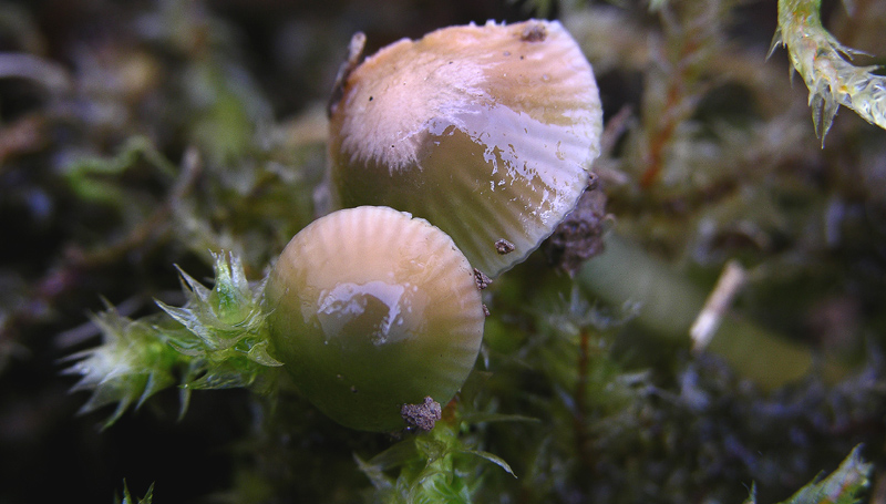 Hygrocybe psittacina.